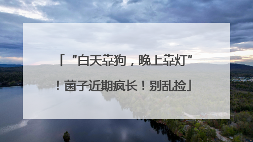 “白天靠狗，晚上靠灯”！菌子近期疯长！别乱捡