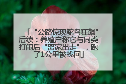 “公路惊现鸵鸟狂飙”后续：养殖户称它与同类打闹后“离家出走”，跑了1公里被找回