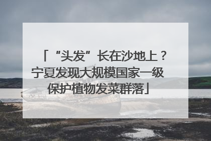 “头发”长在沙地上？宁夏发现大规模国家一级保护植物发菜群落