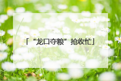 “龙口夺粮”抢收忙