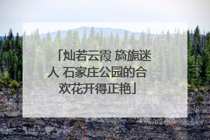 灿若云霞 旖旎迷人 石家庄公园的合欢花开得正艳