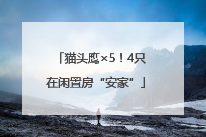 猫头鹰×5！4只在闲置房“安家”