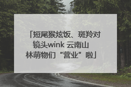 短尾猴炫饭、斑羚对镜头wink 云南山林萌物们“营业”啦