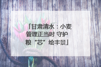 甘肃清水：小麦管理正当时 守护粮“芯”绘丰景