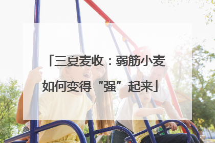 三夏麦收：弱筋小麦如何变得“强”起来