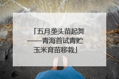 五月垄头苗起舞——青海首试青贮玉米育苗移栽