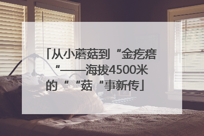 从小蘑菇到“金疙瘩“——海拔4500米的““菇“事新传