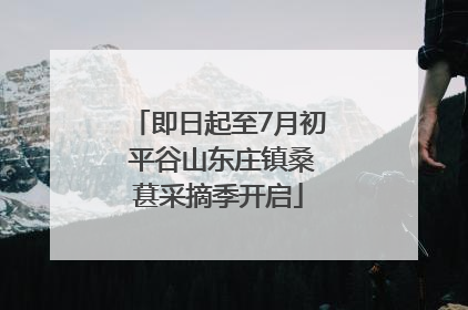 即日起至7月初 平谷山东庄镇桑葚采摘季开启