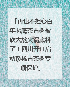 再也不担心百年老鹰茶古树被砍去熬火锅底料了！四川开江启动珍稀古茶树专项保护