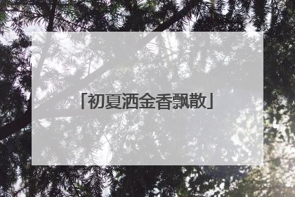 初夏洒金香飘散