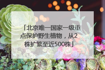 北京唯一国家一级重点保护野生植物，从2株扩繁至近500株