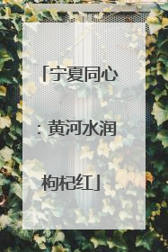 宁夏同心：黄河水润枸杞红