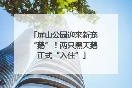 屏山公园迎来新宠“鹅”！两只黑天鹅正式“入住”