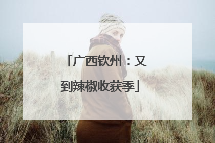 广西钦州：又到辣椒收获季