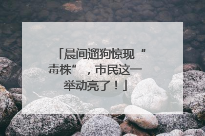 晨间遛狗惊现“毒株”，市民这一举动亮了！