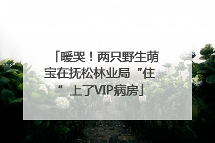 暖哭！两只野生萌宝在抚松林业局“住”上了VIP病房