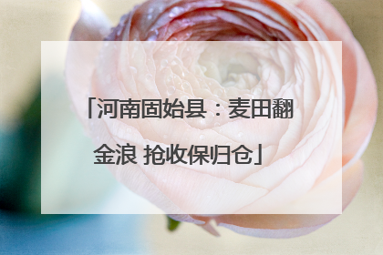 河南固始县：麦田翻金浪 抢收保归仓