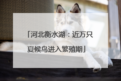 河北衡水湖：近万只夏候鸟进入繁殖期