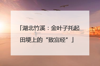 湖北竹溪：金叶子托起田埂上的“致富经”