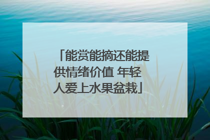 能赏能摘还能提供情绪价值 年轻人爱上水果盆栽