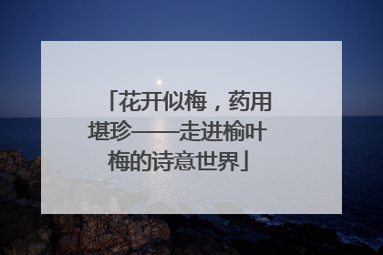 花开似梅，药用堪珍——走进榆叶梅的诗意世界