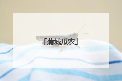 蒲城瓜农