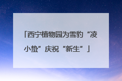 西宁植物园为雪豹“凌小蛰”庆祝“新生”