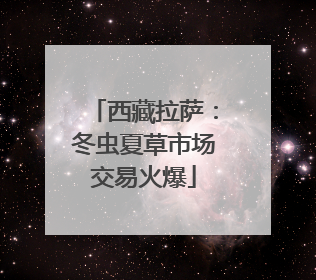 西藏拉萨：冬虫夏草市场交易火爆