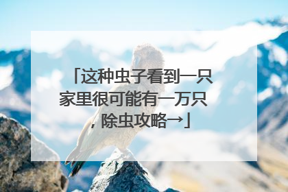 这种虫子看到一只家里很可能有一万只，除虫攻略→
