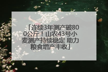 连续3年测产破800公斤！山农43号小麦测产持续稳定 助力粮食增产丰收