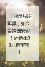 通常悬崖筑巢，如今首钢园安家！还孵出10只萌宝宝