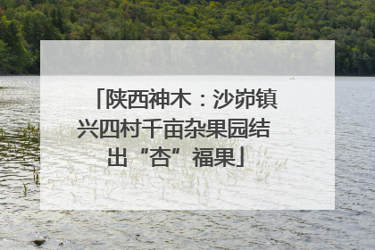 陕西神木：沙峁镇兴四村千亩杂果园结出“杏”福果