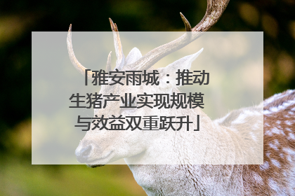 雅安雨城：推动生猪产业实现规模与效益双重跃升