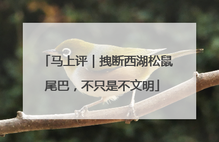 马上评｜拽断西湖松鼠尾巴，不只是不文明