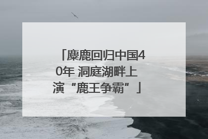 麋鹿回归中国40年 洞庭湖畔上演“鹿王争霸”