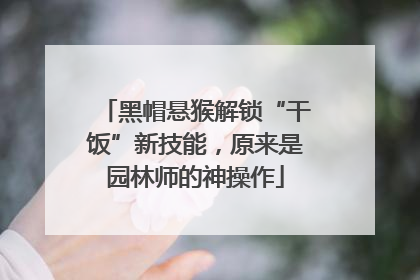 黑帽悬猴解锁“干饭”新技能，原来是园林师的神操作